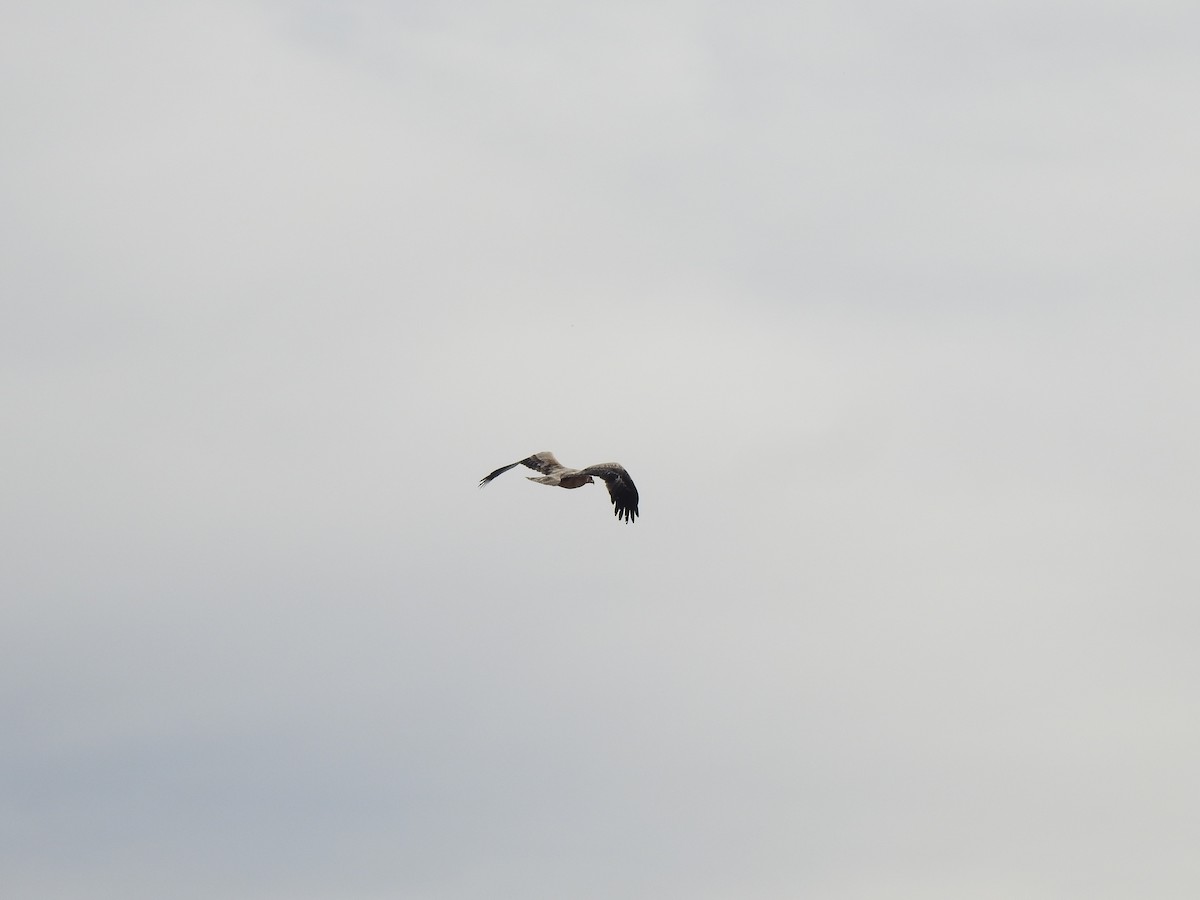 Spanish Eagle - ML544717171