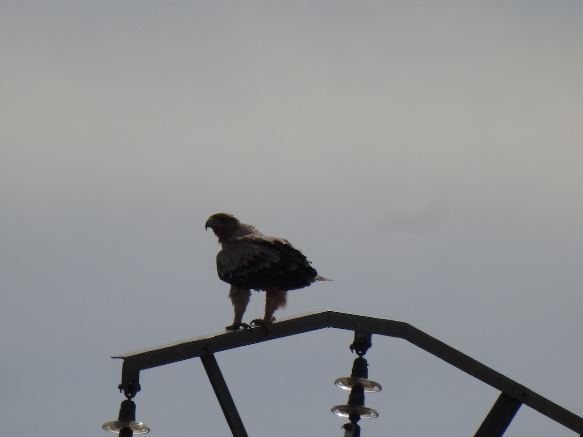Spanish Eagle - ML544717201