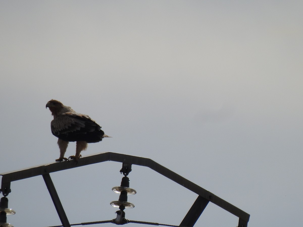 Spanish Eagle - ML544717211
