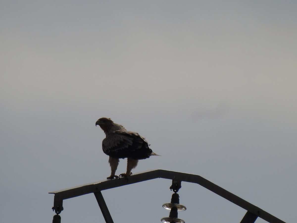 Spanish Eagle - ML544717221