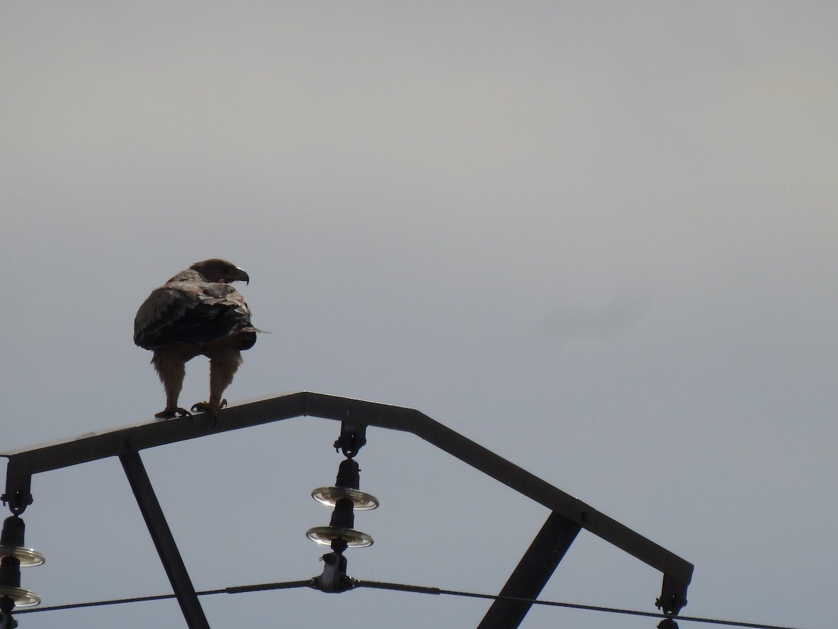 Spanish Eagle - ML544717241