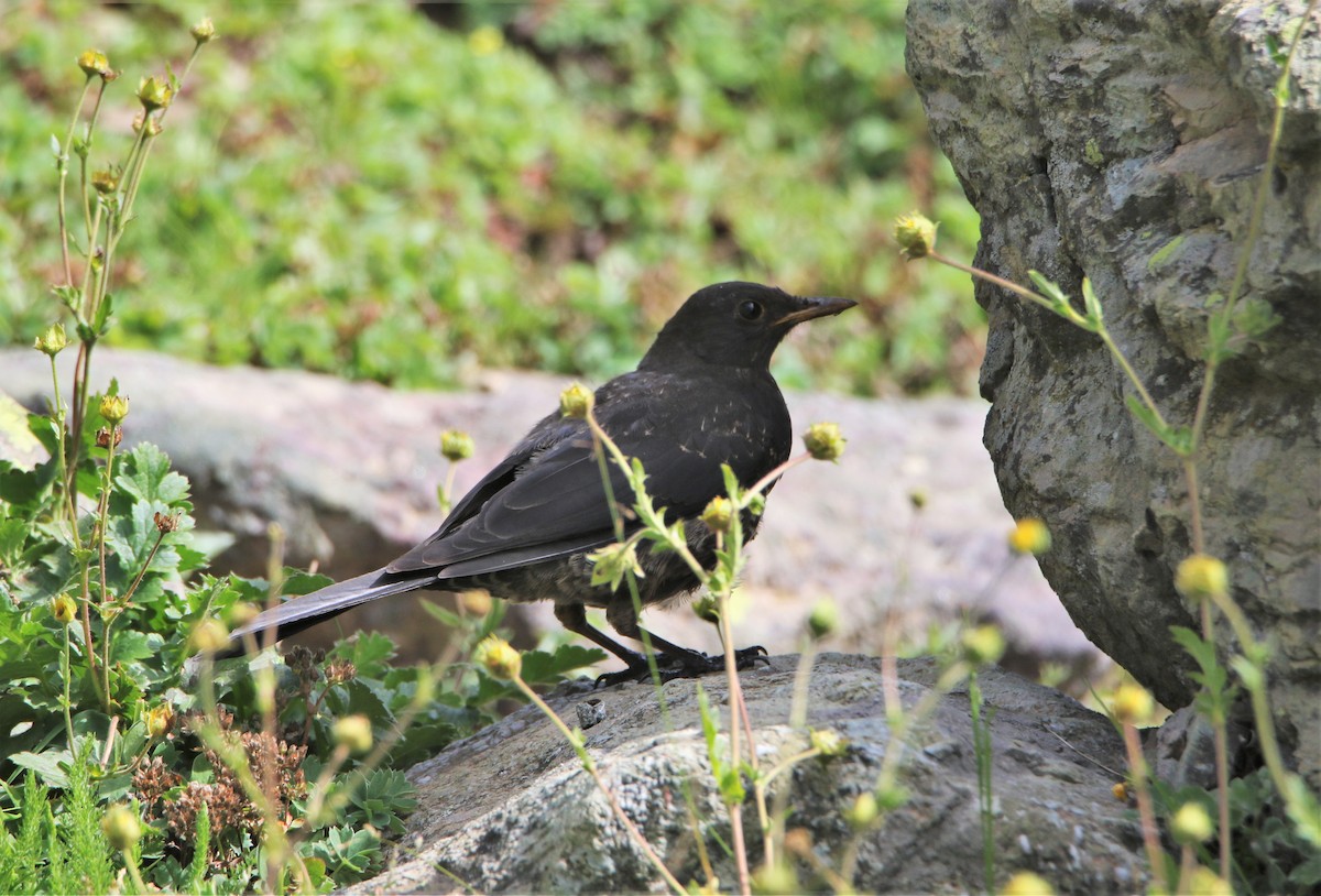 Tibetan Blackbird - Meruva Naga Rajesh