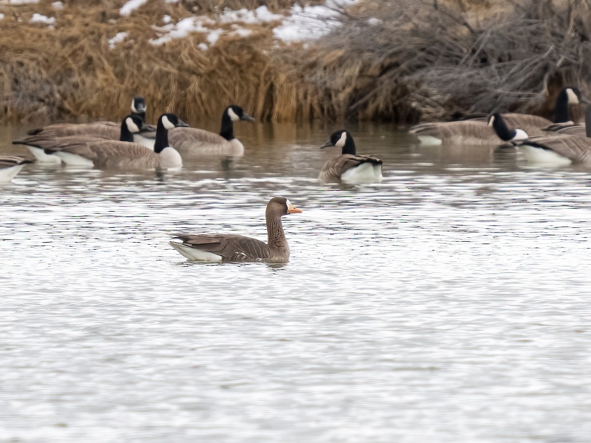 Greater White-fronted Goose - ML544720311