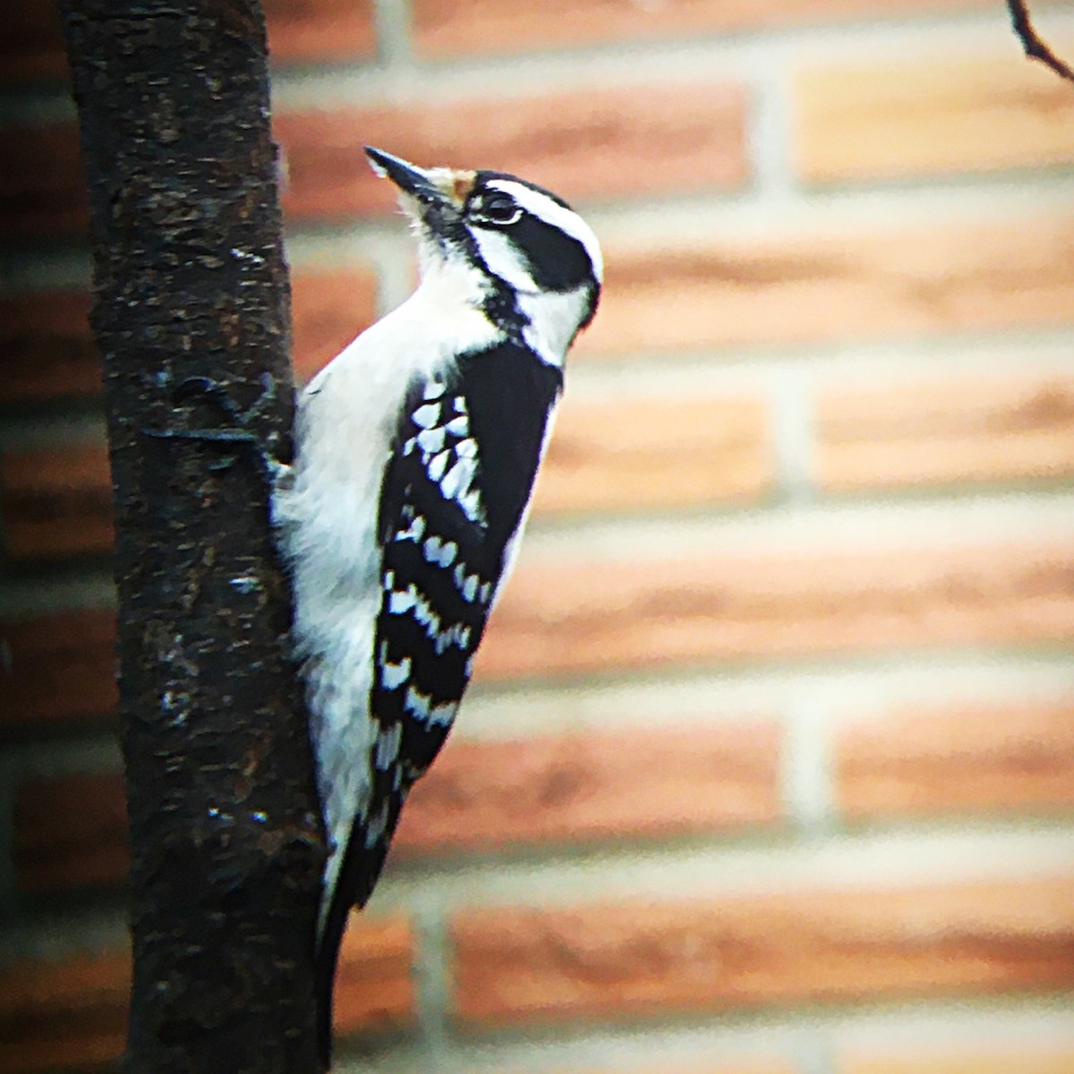 strakapoud osikový (ssp. pubescens/medianus) - ML544721051