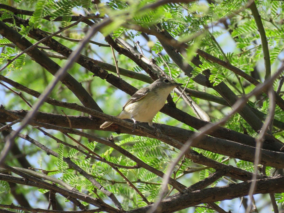 Cassin's Vireo - ML54472111