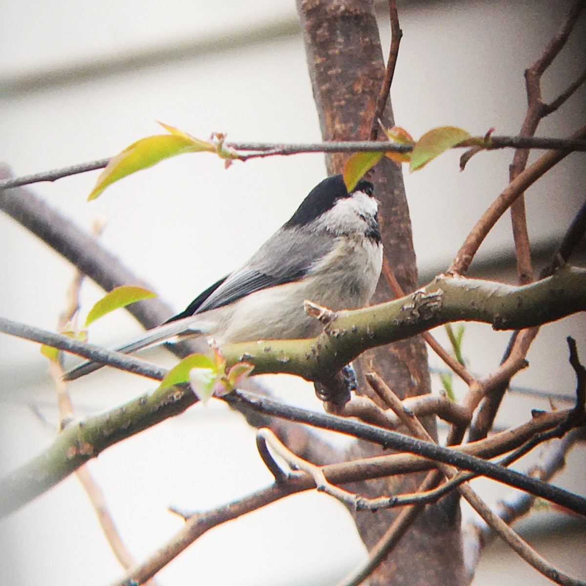 Carolina Chickadee - ML544721271