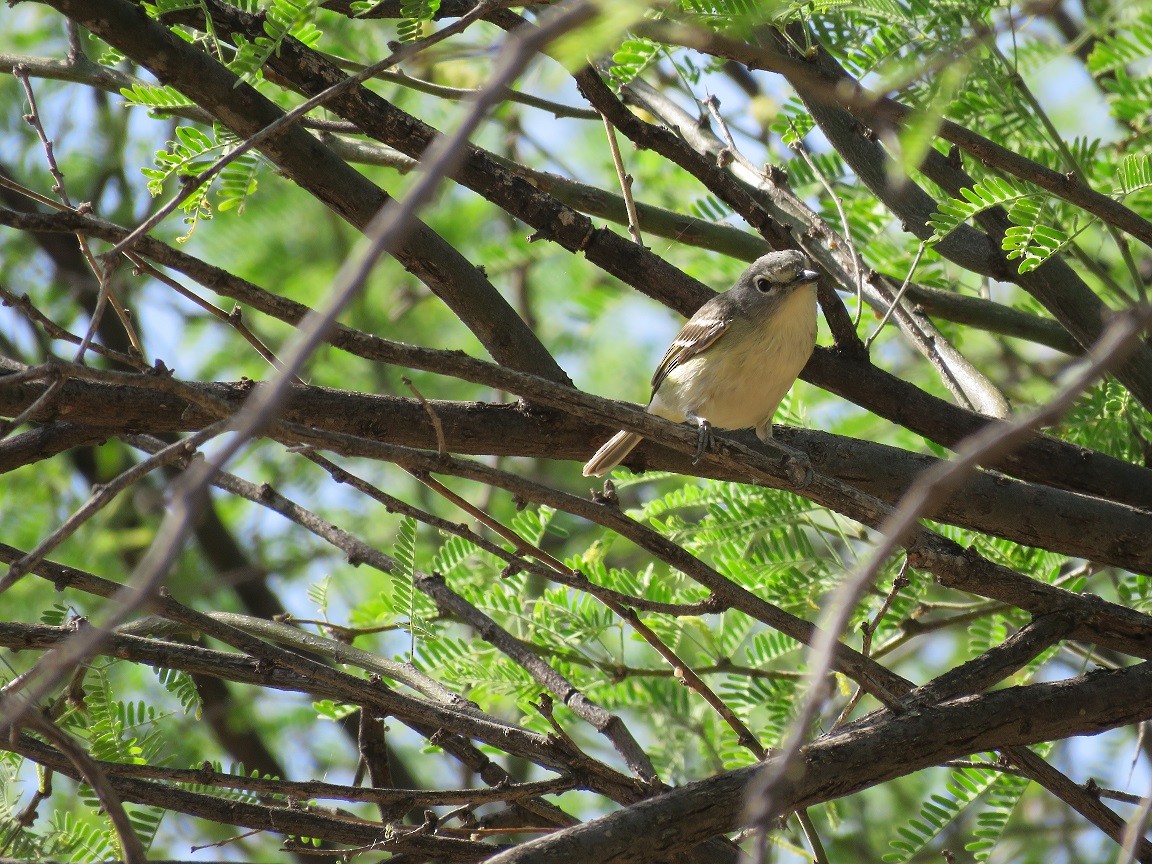 Cassin's Vireo - Anne (Webster) Leight