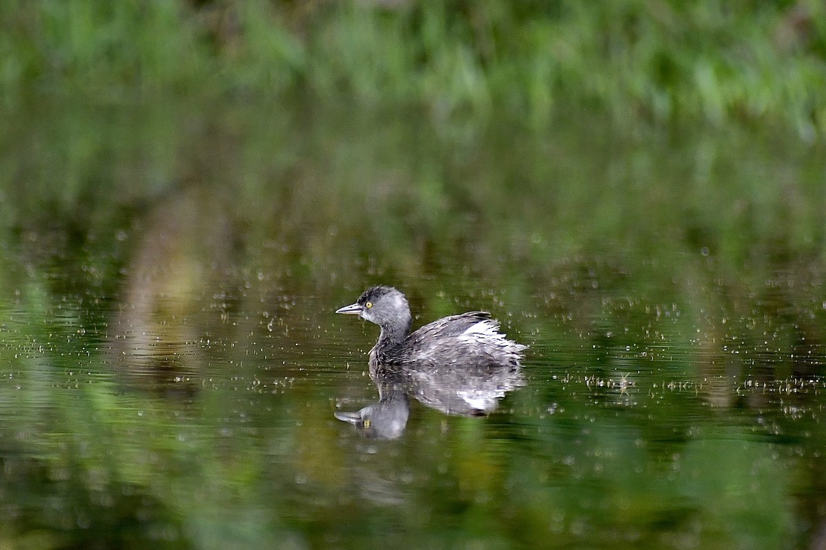 Least Grebe - ML544721491