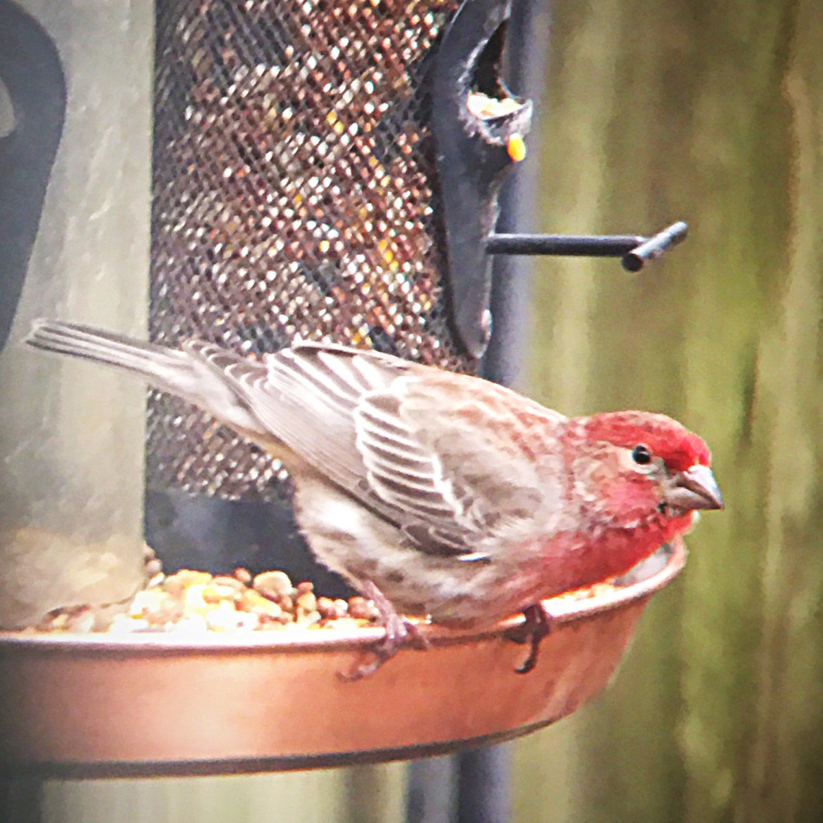 House Finch - ML544721701