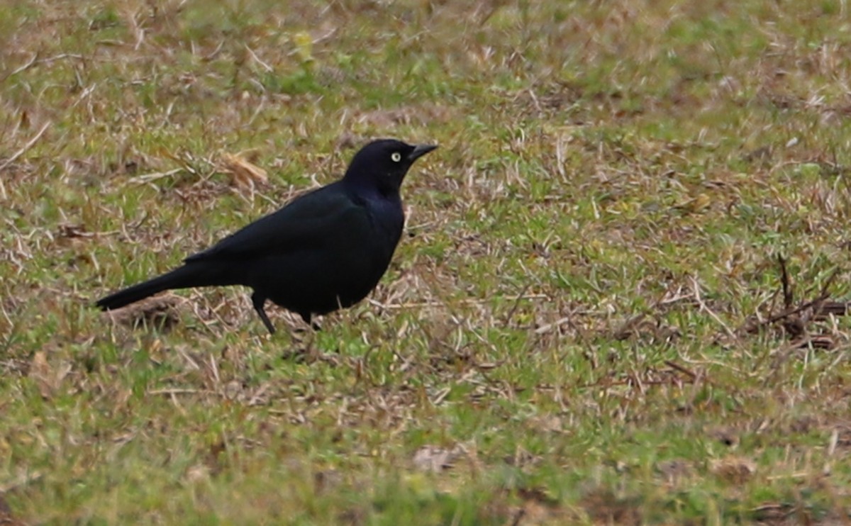 Brewer's Blackbird - ML544721851