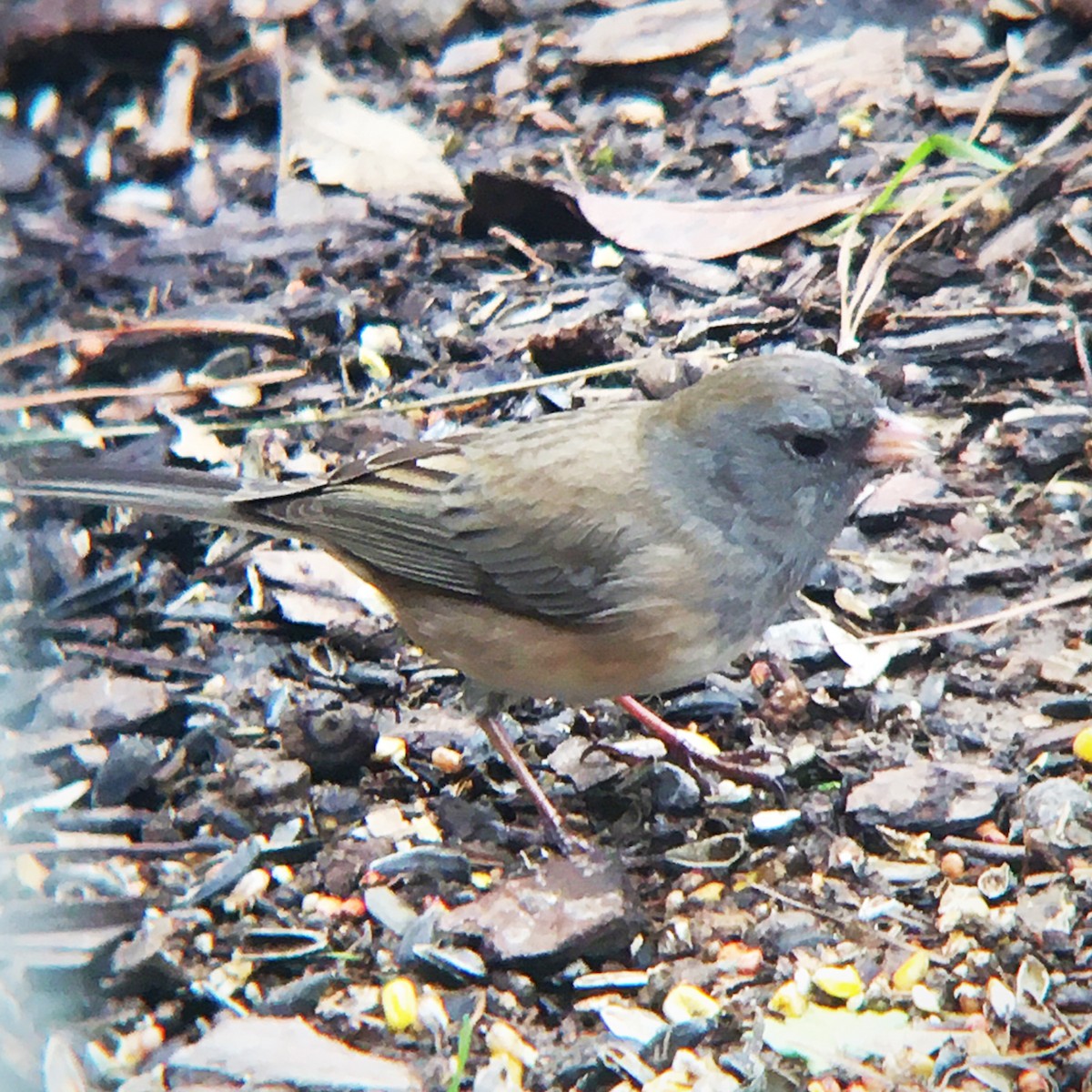 Dark-eyed Junco (Slate-colored) - ML544722061