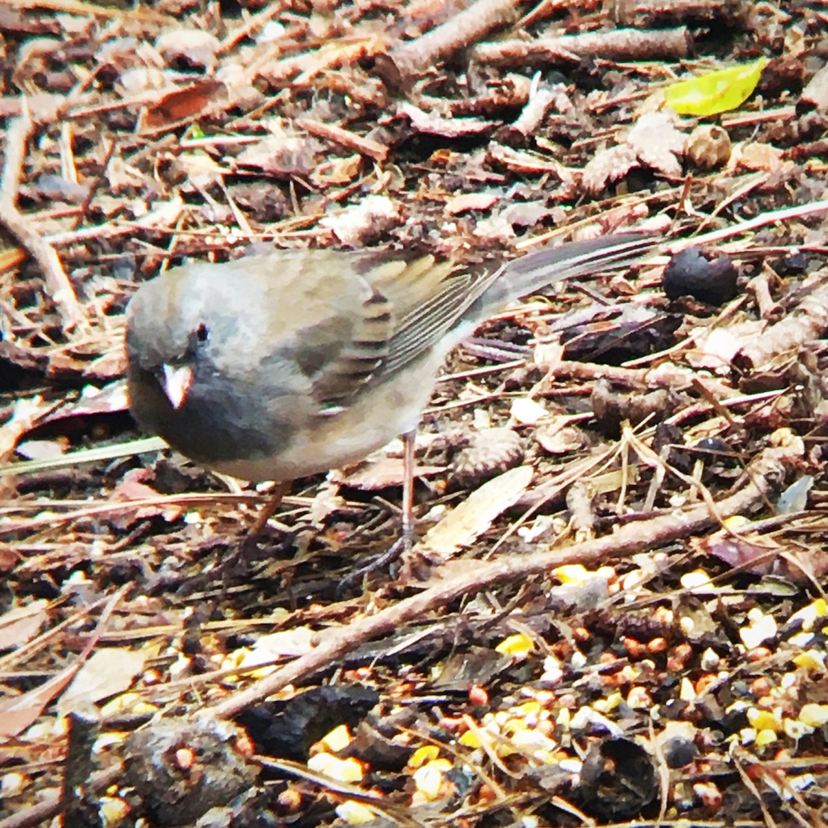 Dark-eyed Junco (Slate-colored) - ML544722071
