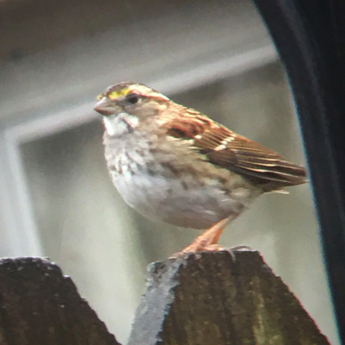 White-throated Sparrow - Joseph McPhail