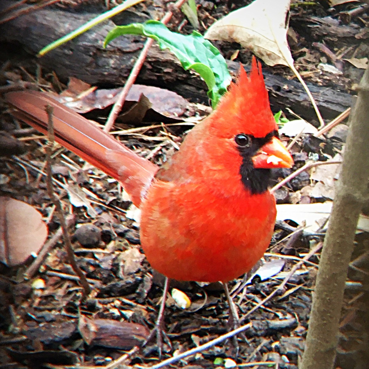 Northern Cardinal - ML544722181