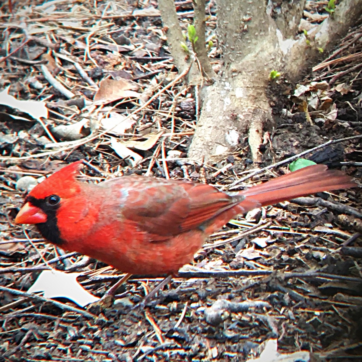 Cardinal rouge - ML544722191