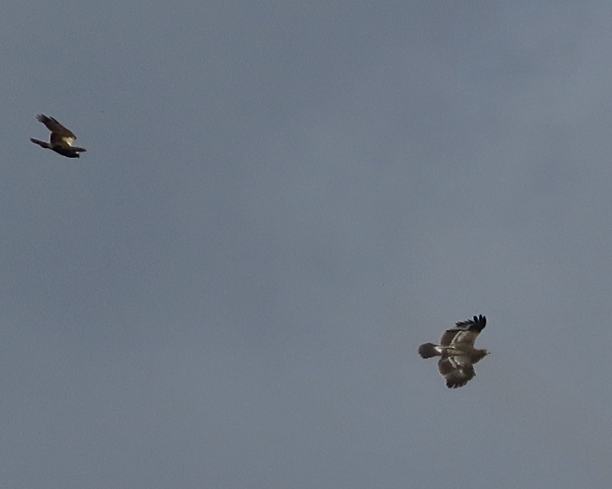 Greater Spotted Eagle - Sergio Mayordomo