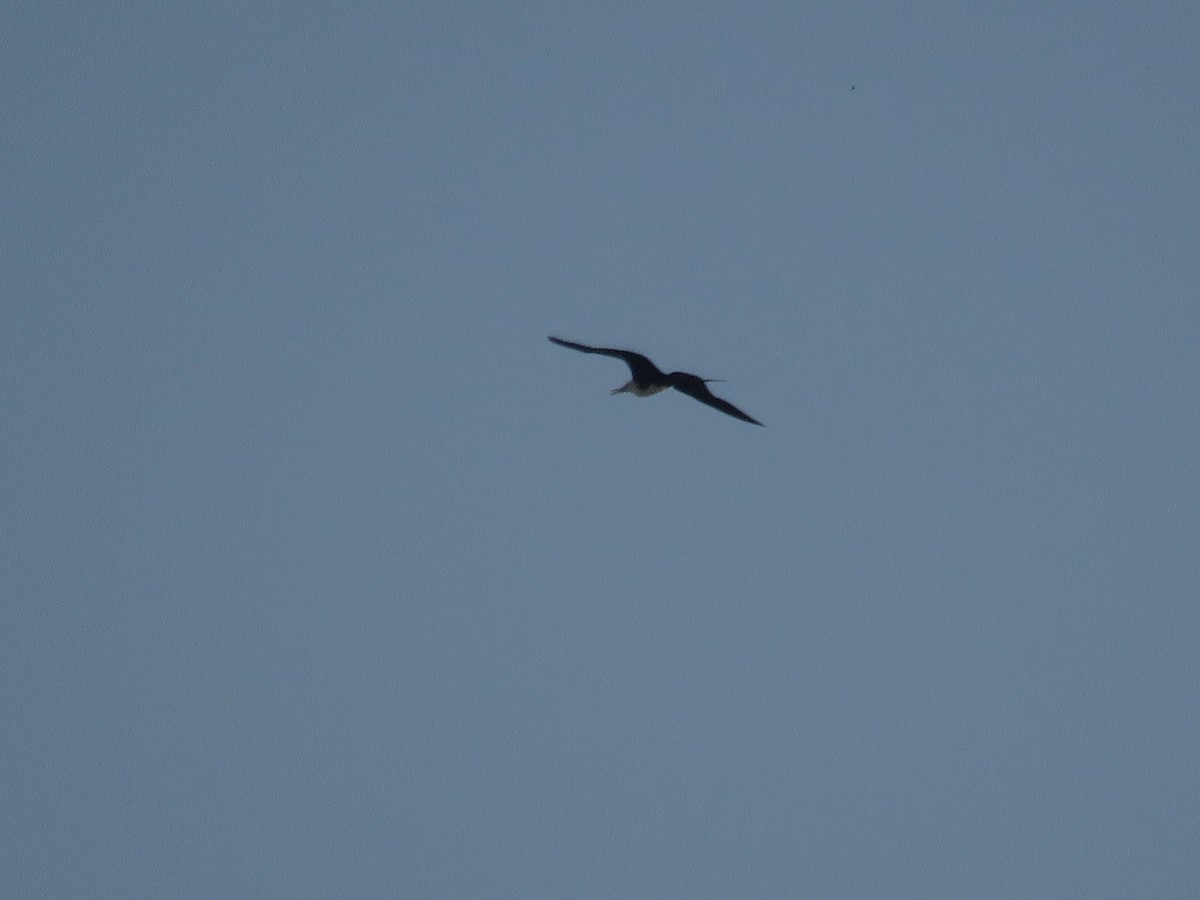 Magnificent Frigatebird - ML544725051