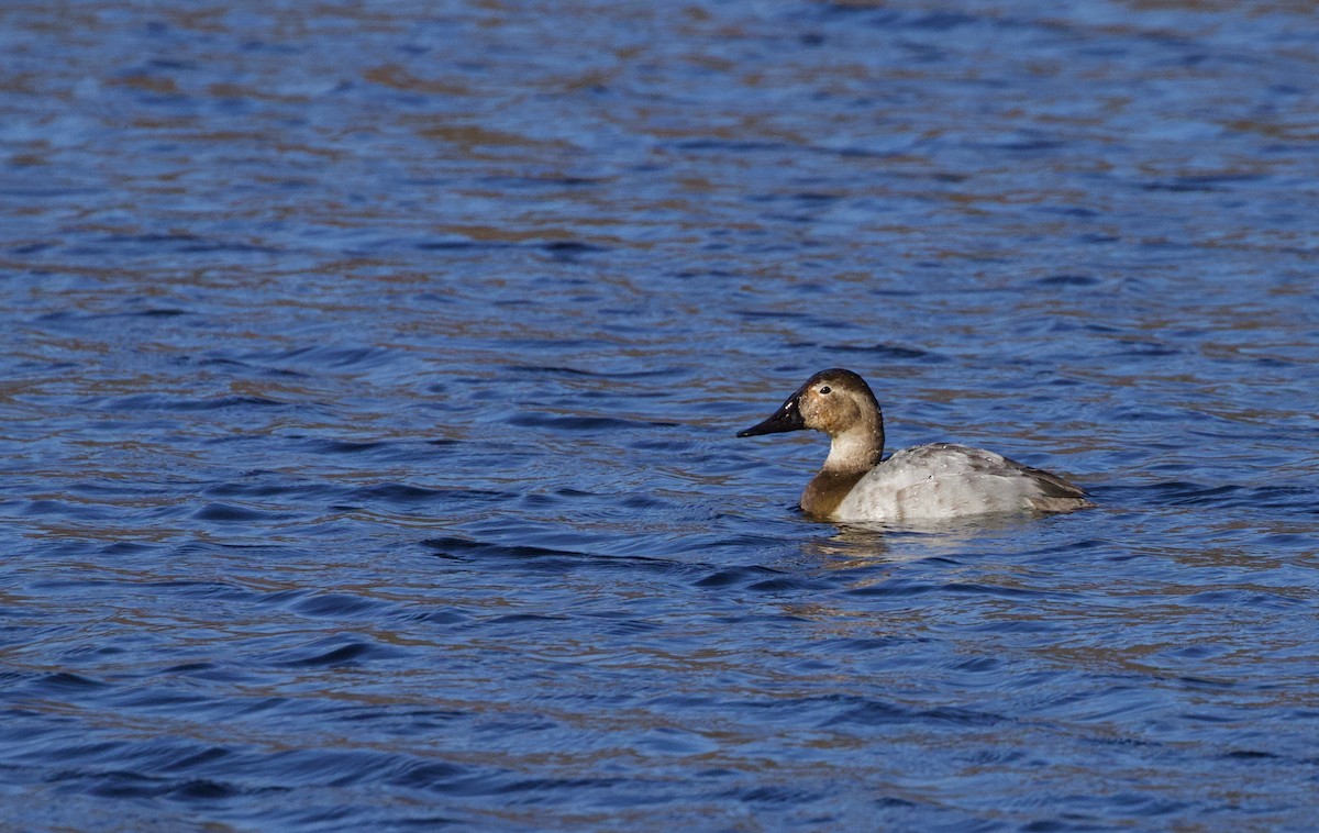 Canvasback - ML544726841