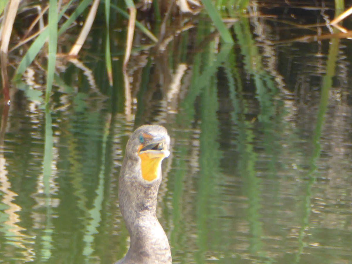 Double-crested Cormorant - ML54472731