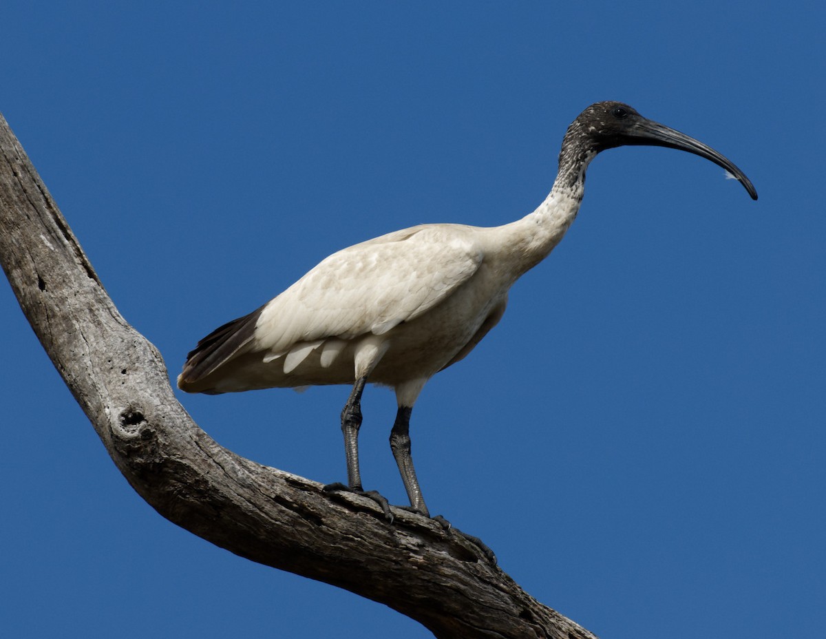 ibis australský - ML544727591