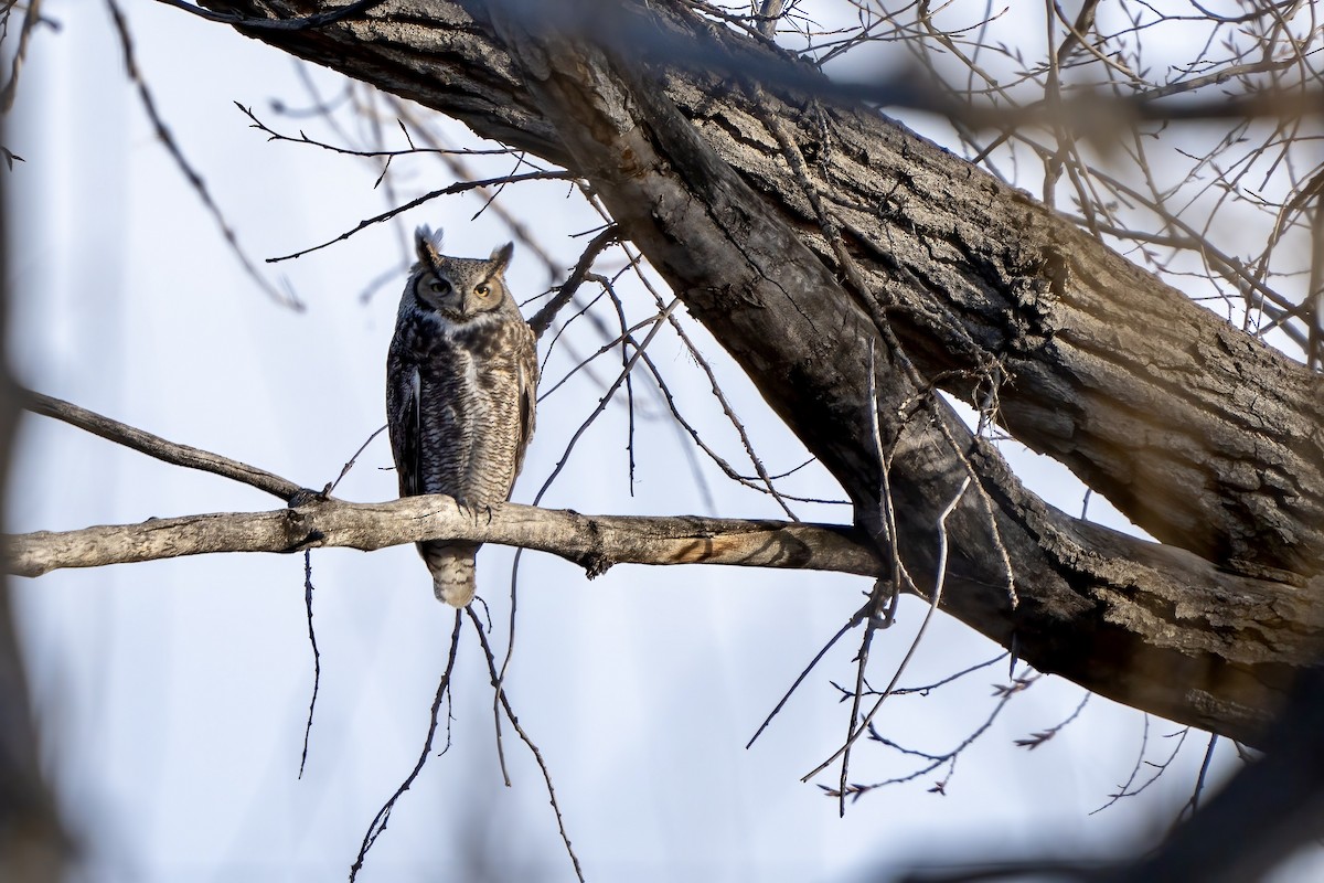 Great Horned Owl - ML544728561