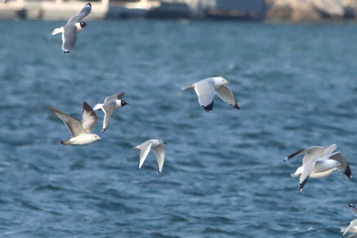 Bonaparte's Gull - ML544728751