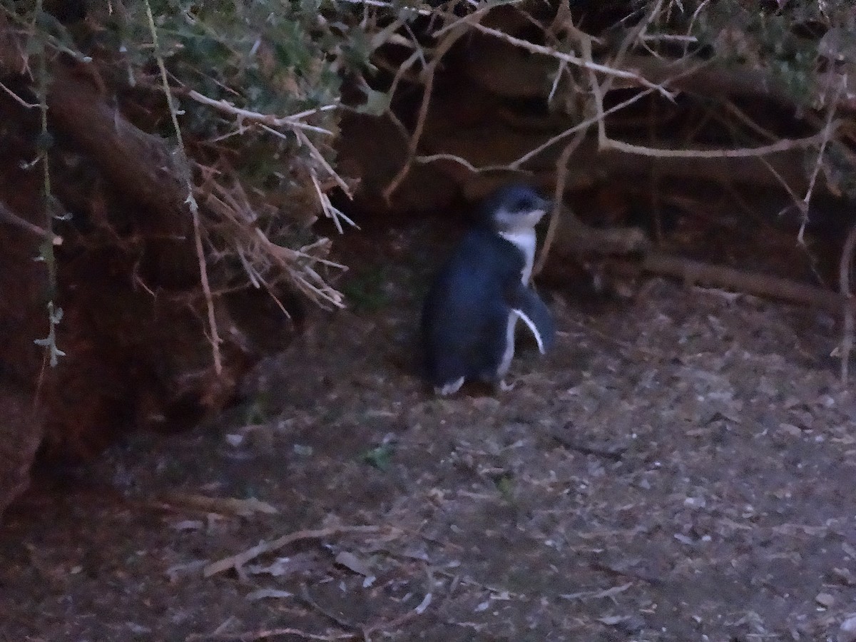 Малый пингвин - ML544730221