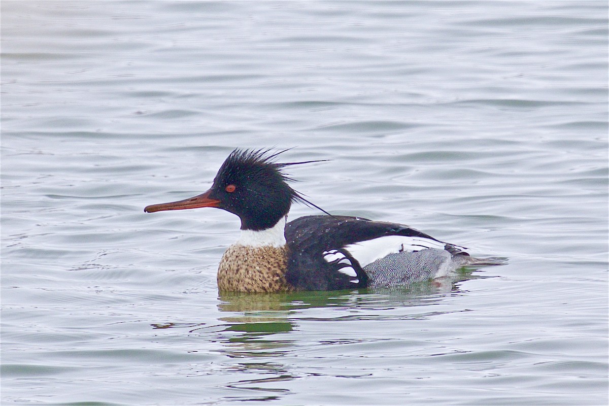 Red-breasted Merganser - ML544730501