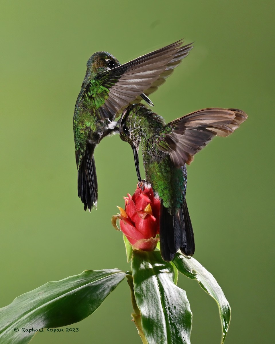 Green-crowned Brilliant - Raphael Kopan