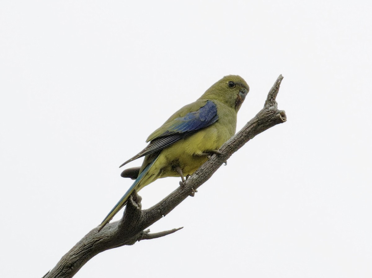 Blue-winged Parrot - ML544731521