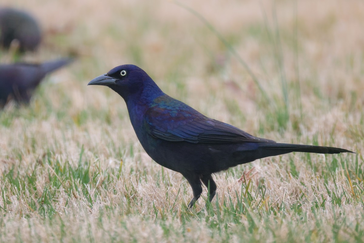 Common Grackle - ML544732541