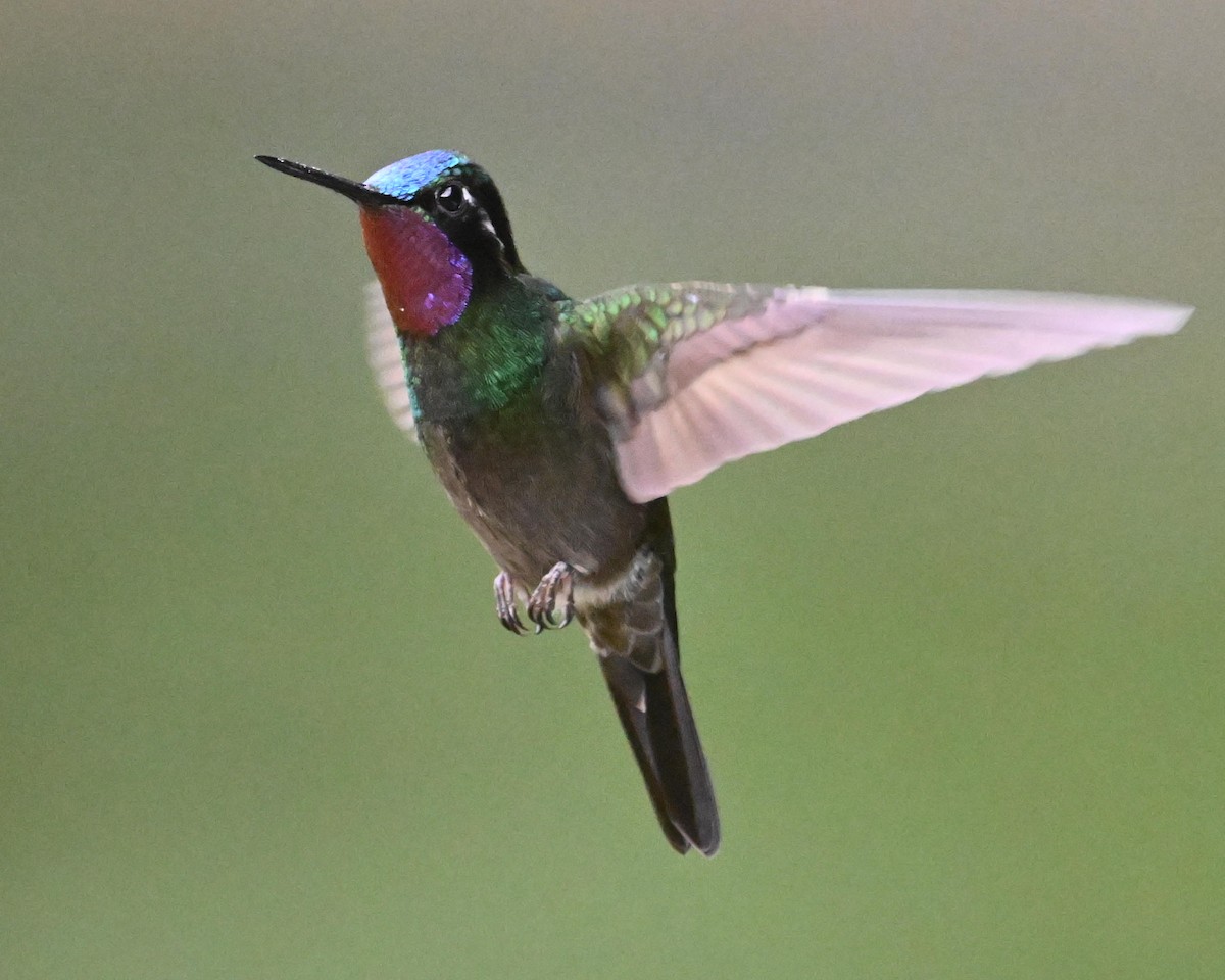 kolibřík fialovohrdlý - ML544732571