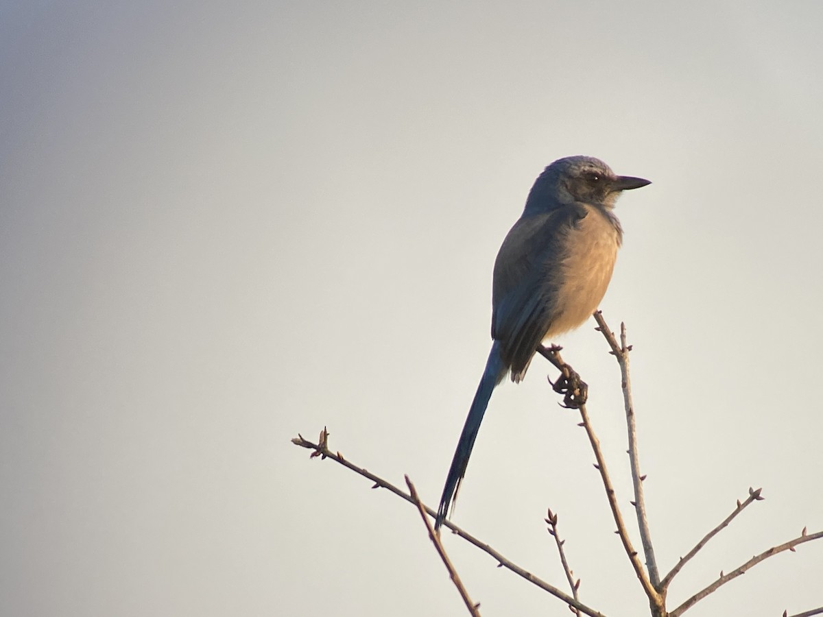 Florida Scrub-Jay - ML544734971