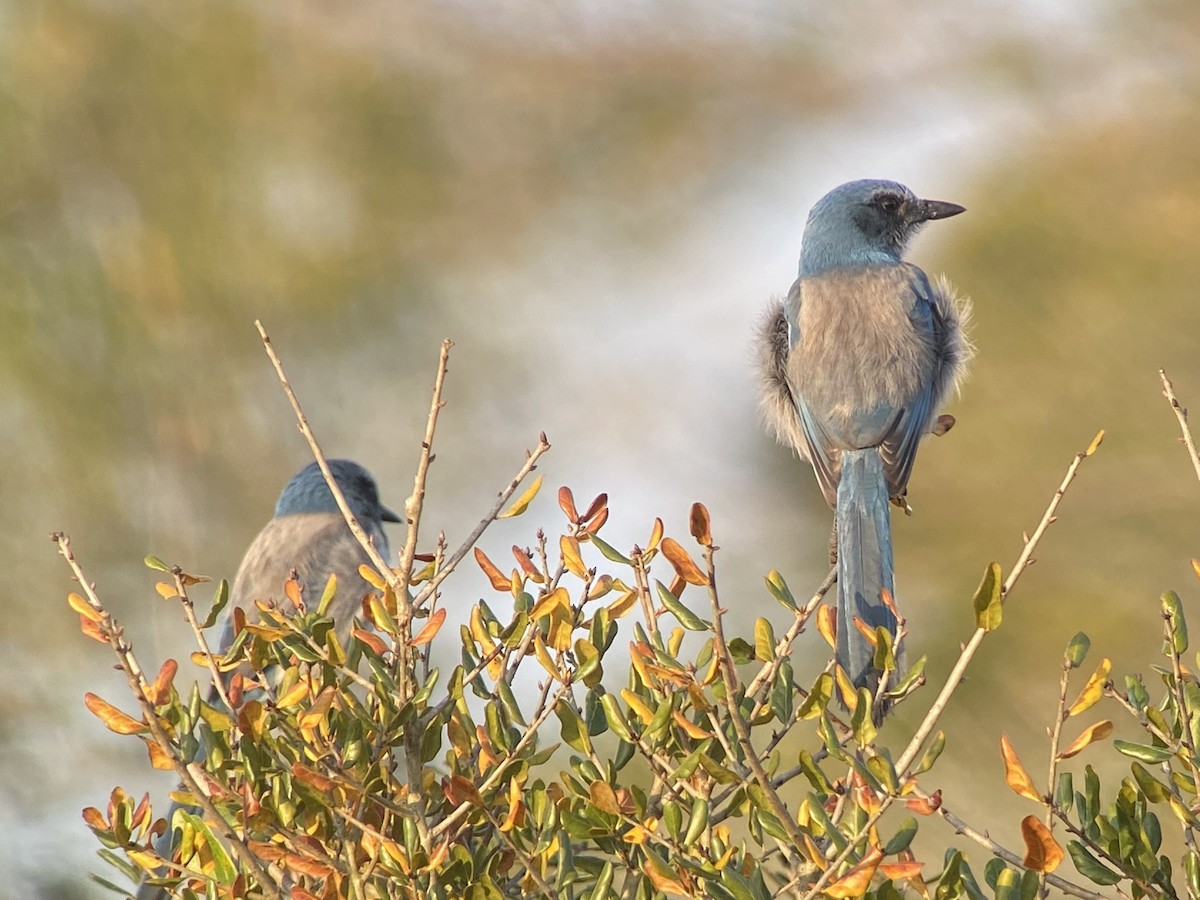 Geai à gorge blanche - ML544734981