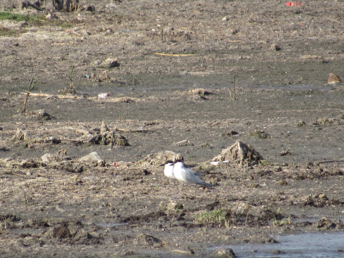 Gull-billed Tern - ML544735581