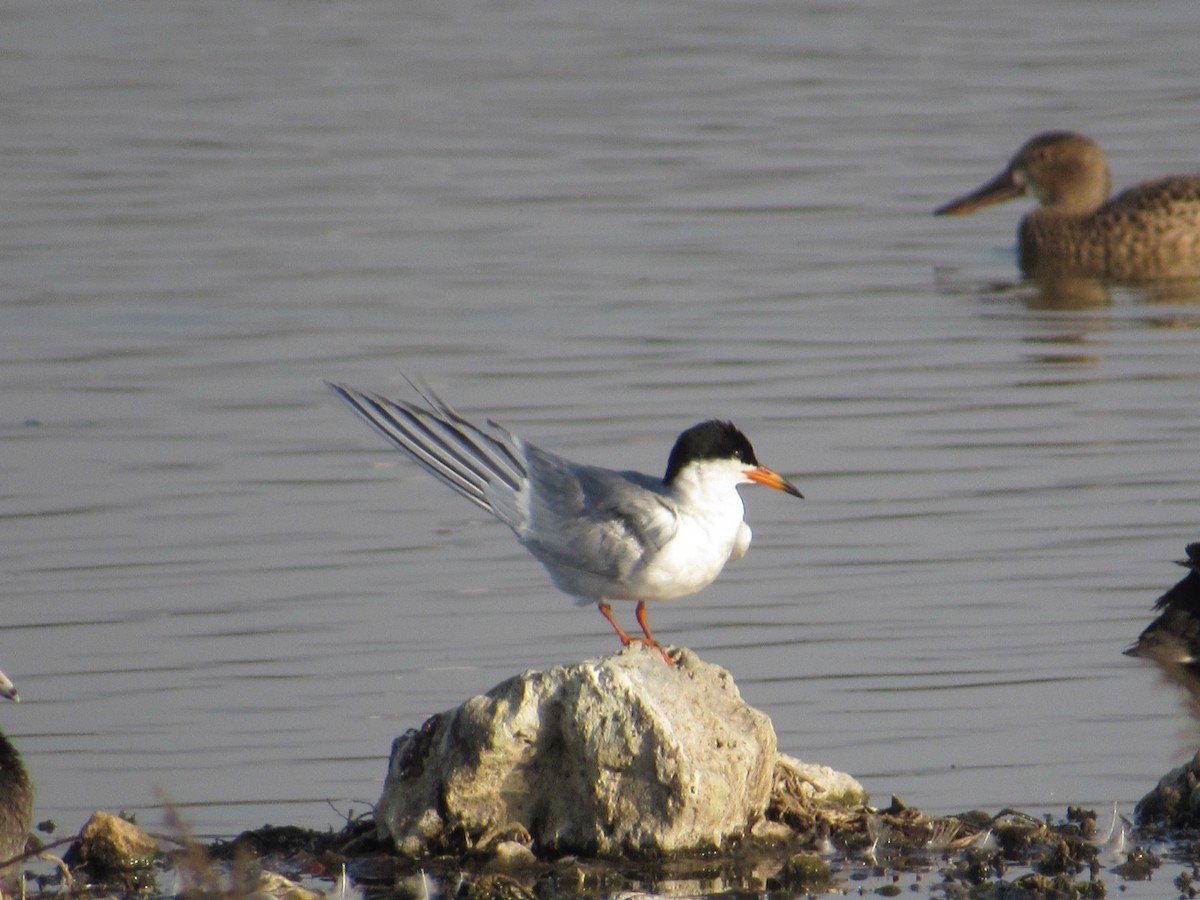 Forster's Tern - ML544735741