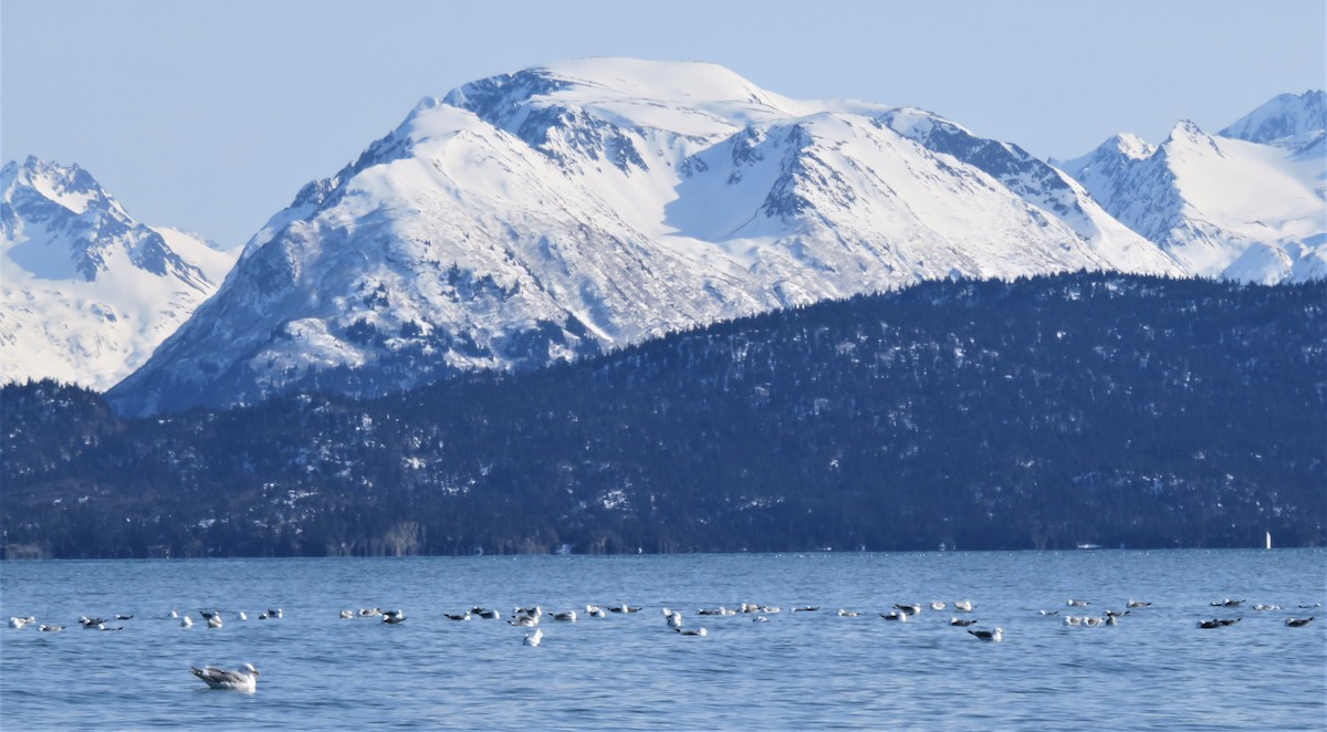 Goéland à ailes grises - ML544737461