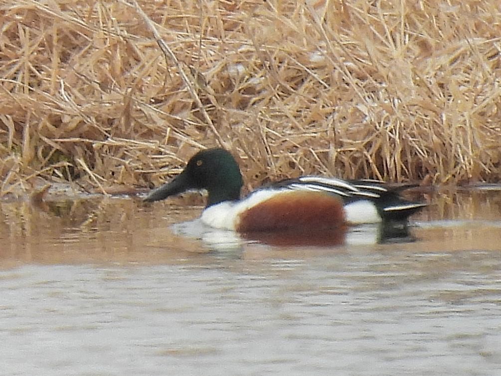 Northern Shoveler - ML544738001