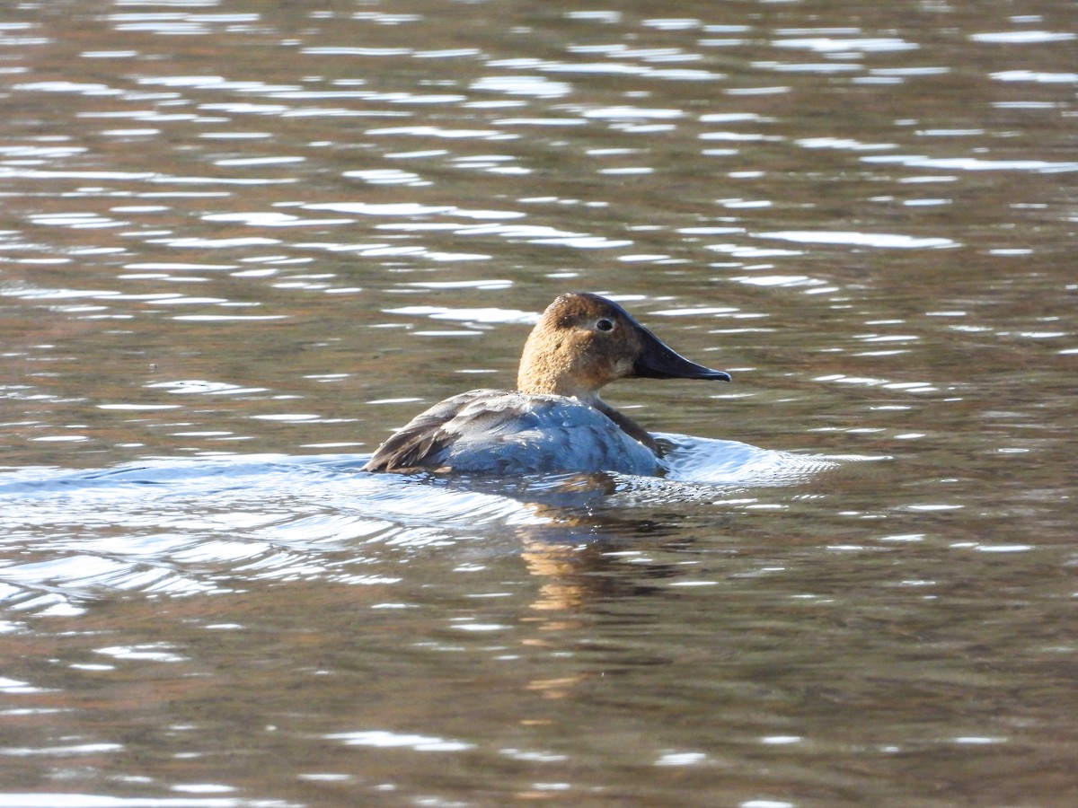 Canvasback - ML544738131