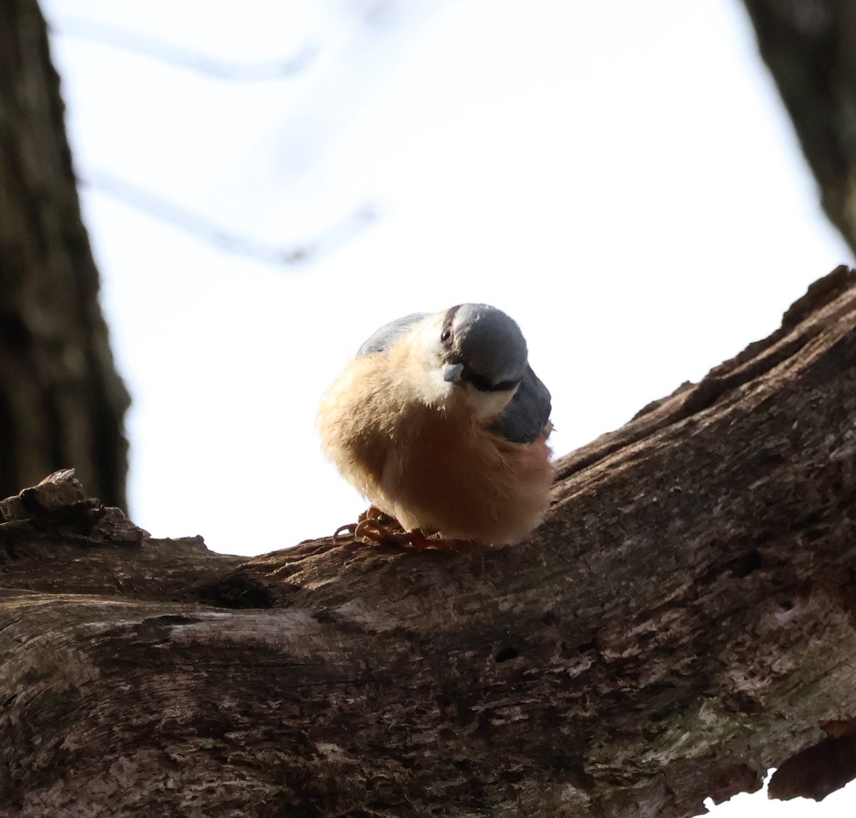 Garrapo eurasiarra - ML544738501