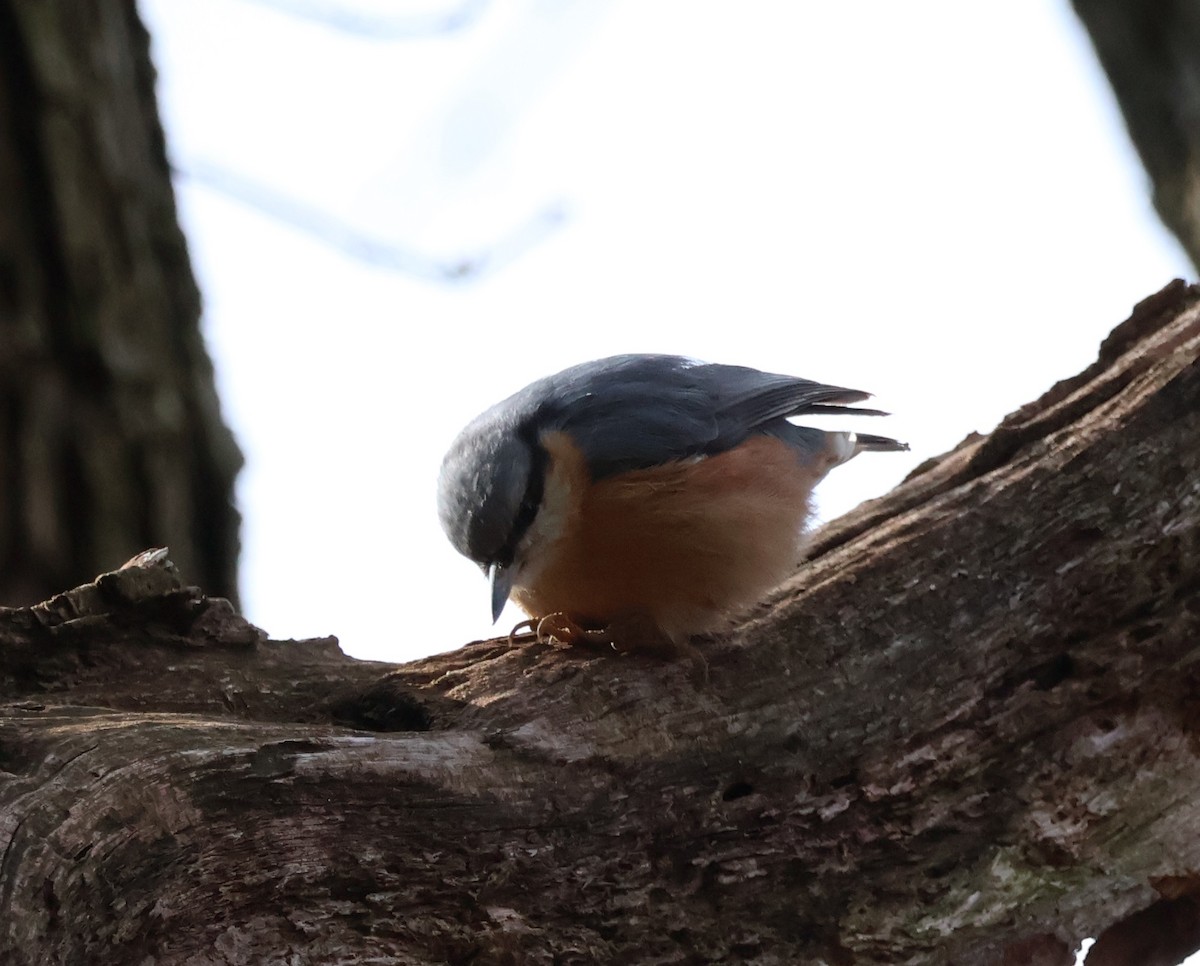 Garrapo eurasiarra - ML544738531