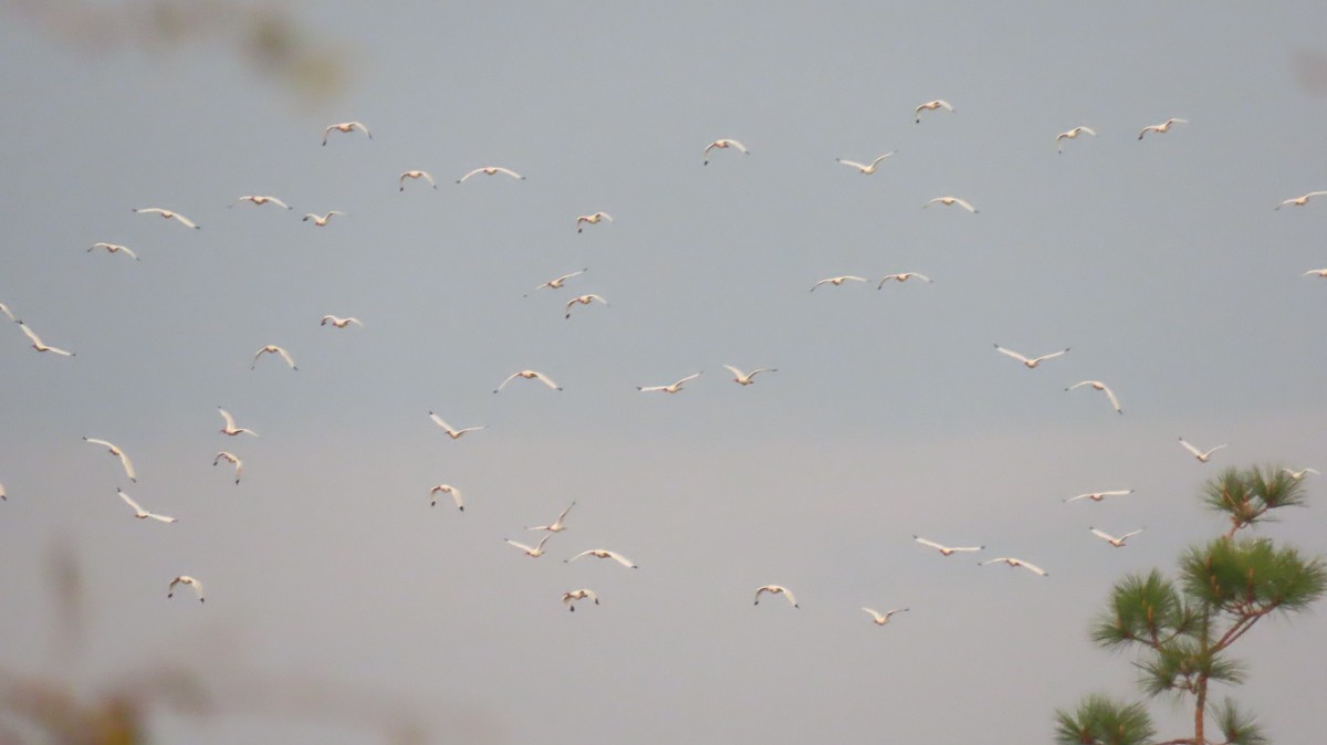 White Ibis - ML544739601