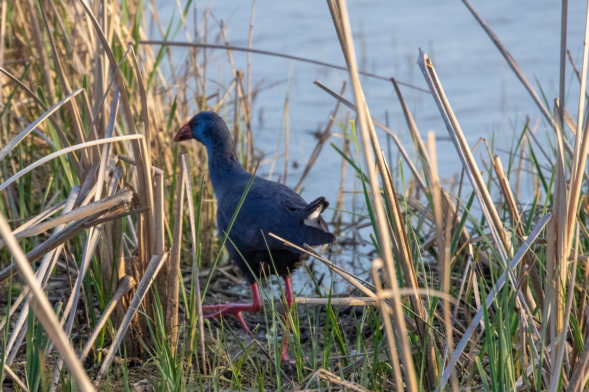 Western Swamphen - ML544739621