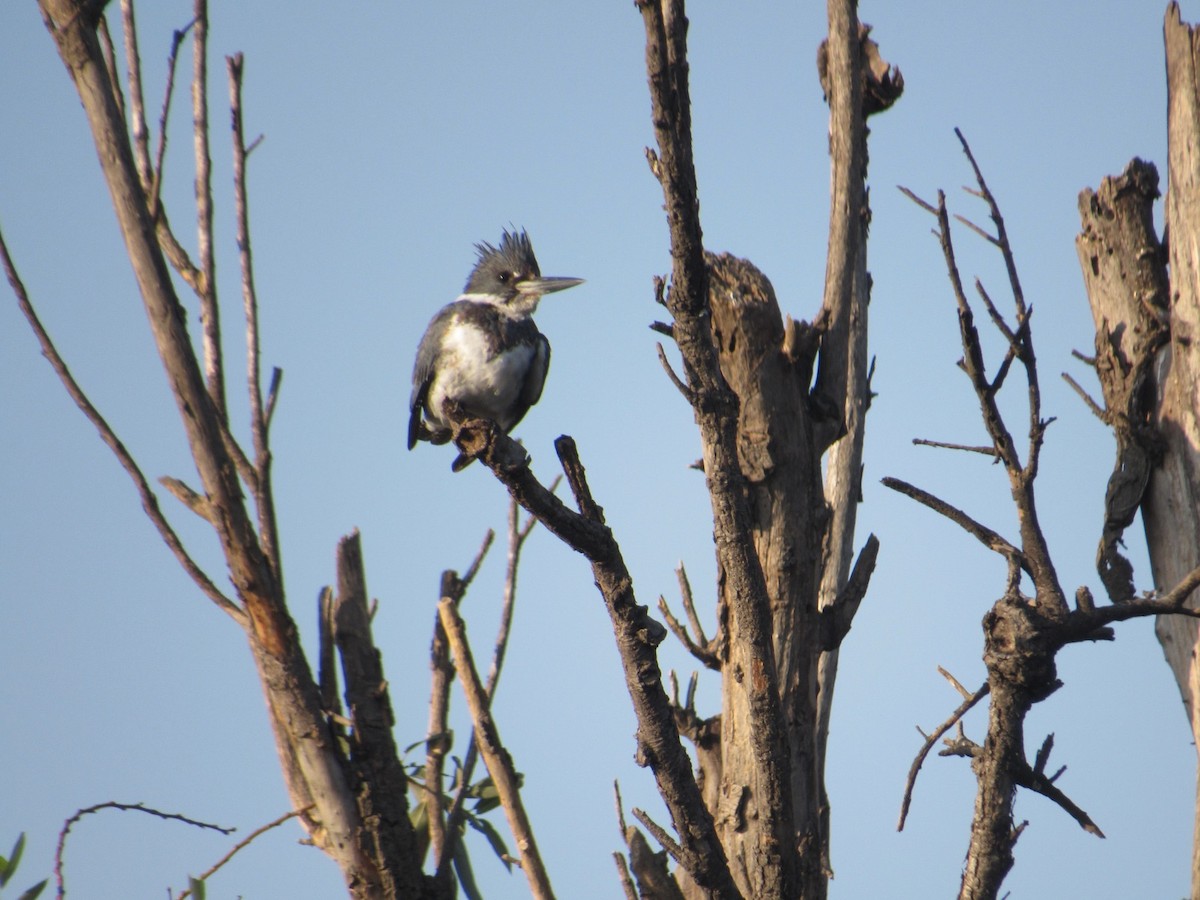 Belted Kingfisher - ML544740601