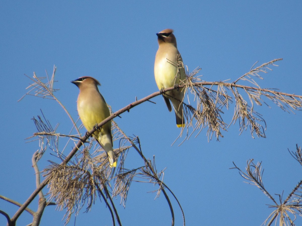 Cedar Waxwing - ML544740711