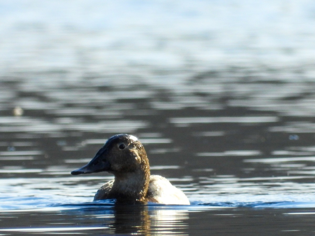 Canvasback - ML544742901