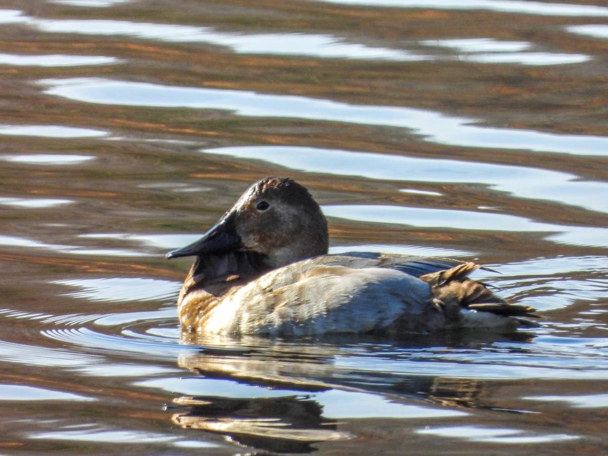 Canvasback - M. Pierre-Louis