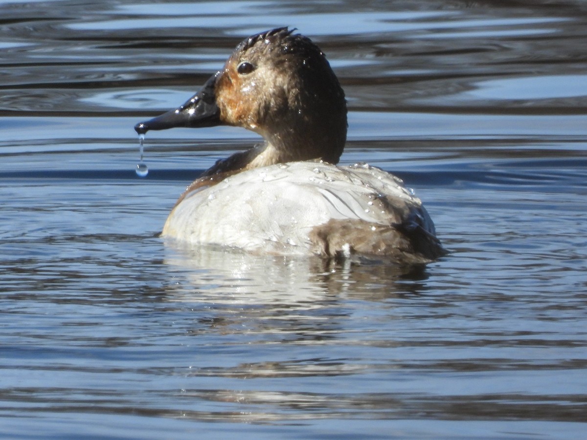 Canvasback - ML544742921