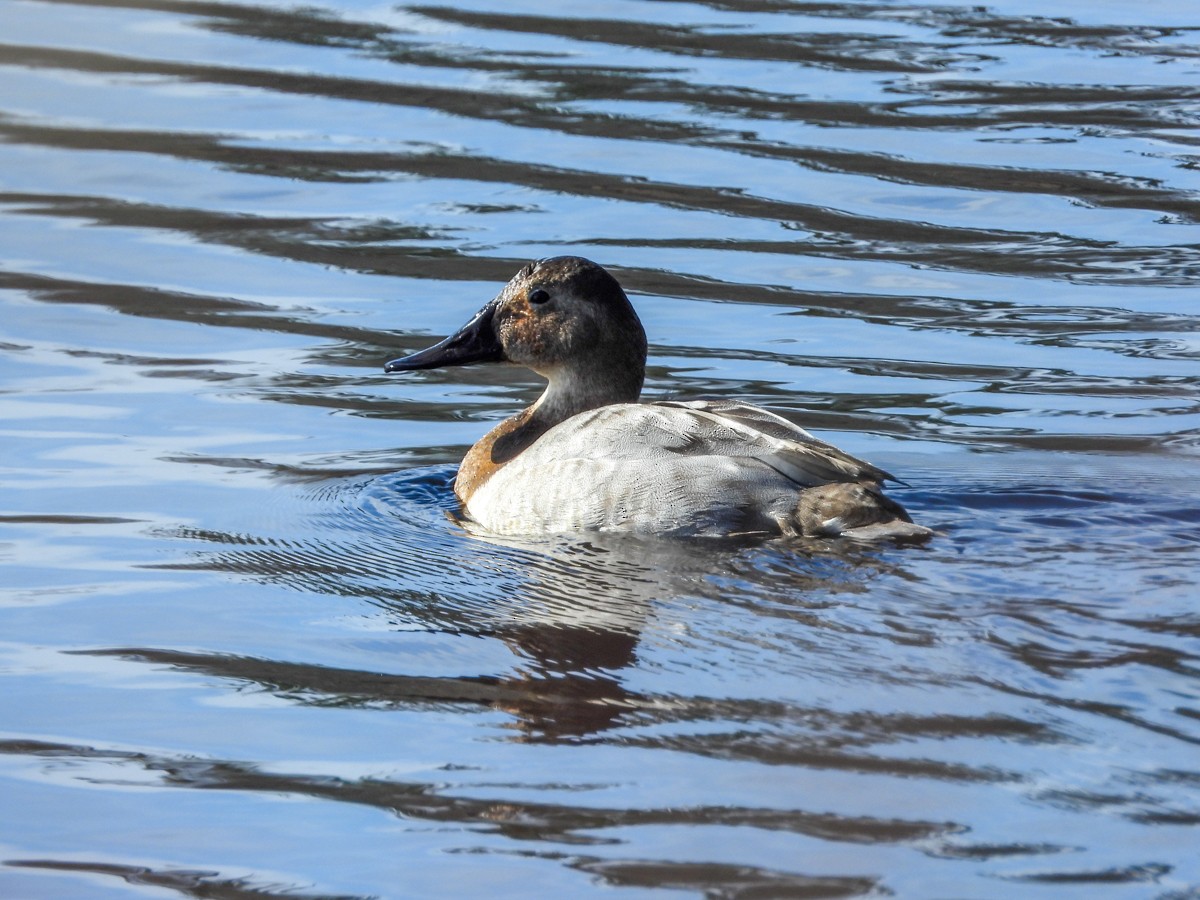 Canvasback - ML544742931