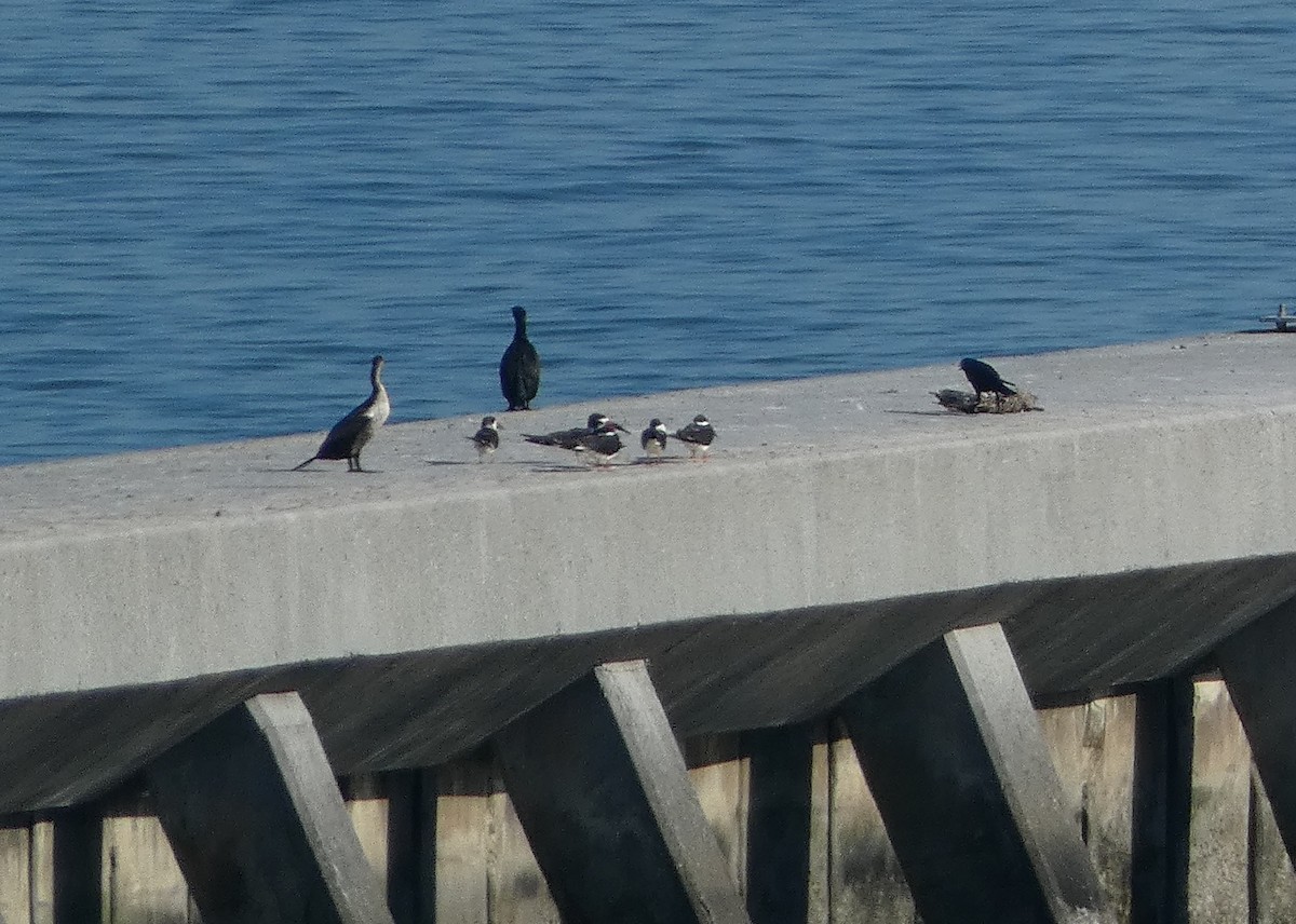 Black Skimmer - ML544742971